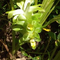 Curcuma longa L.